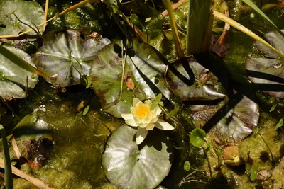 DSC_1652 (Large).JPG